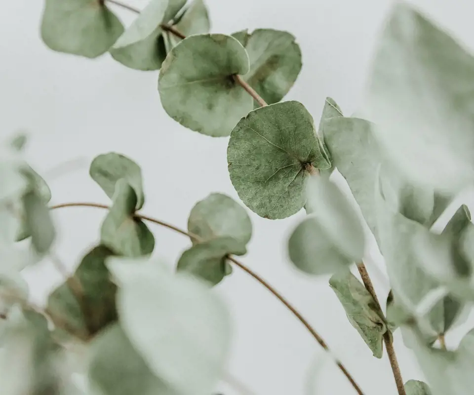 Hydrating antibacterial shampoo with eucalyptus